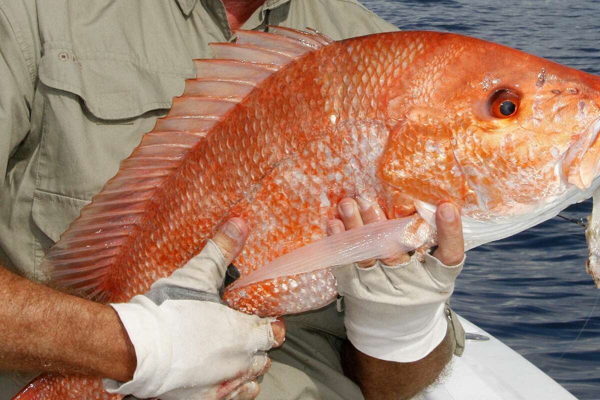 The road to recovery for red snapper has been a painful one for anglers, but the results are showing.