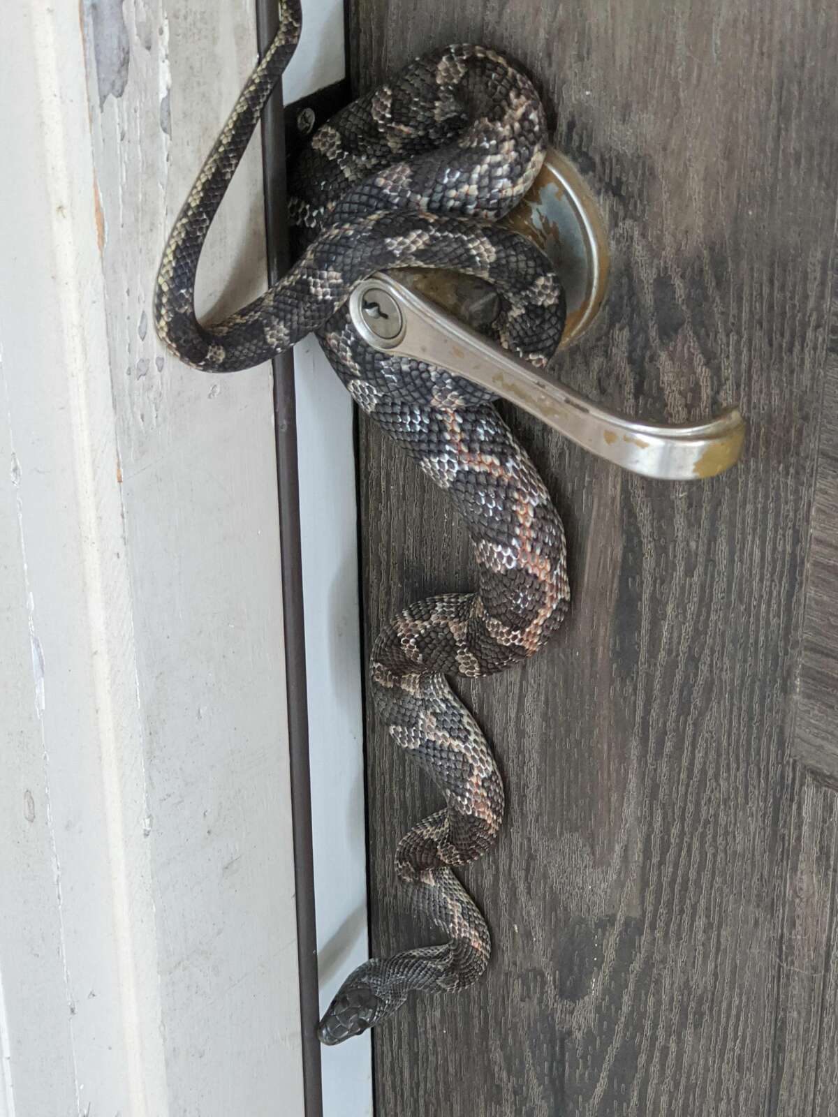 meme tell me again why i live in such cold weather huge snake at door