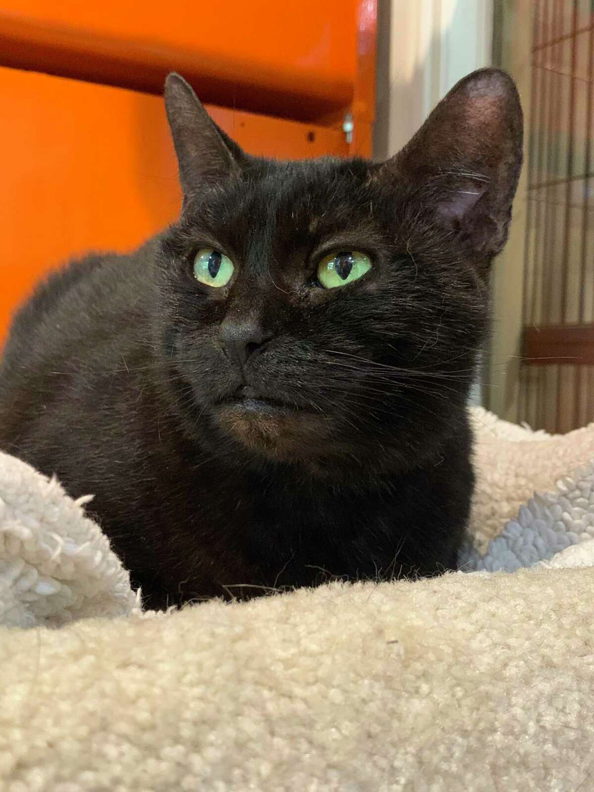 Sweet Bianca is looking for a loving home.