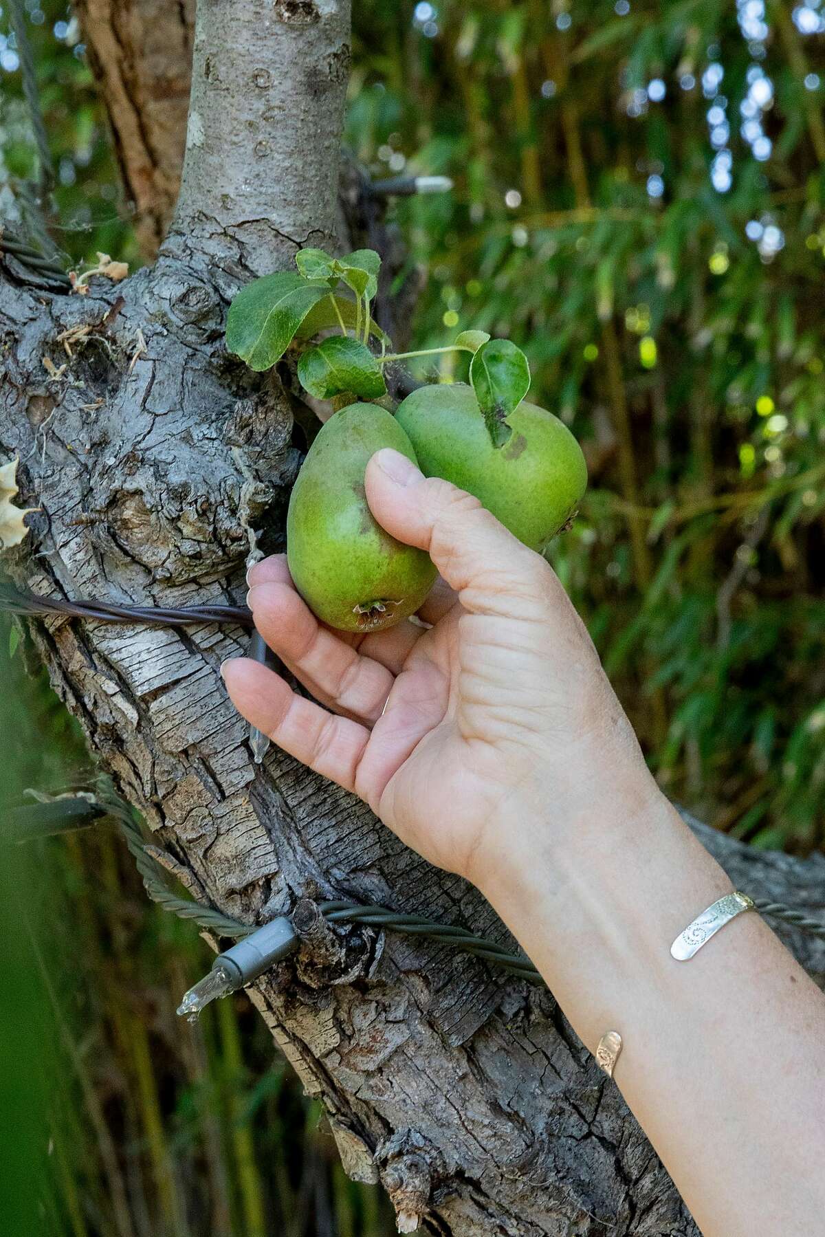 AnneMarie Martins picks a pear from a tree in the backyard garden at her home in Benicia, Calif. Tuesday, June 23, 2020. Martins was laid off from her job as a booking agent for the music industry. She's planted an extra-big garden so she can donate produce to food banks.