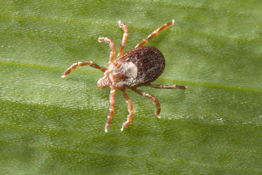 Guide to ticks and tickborne illnesses The Register Citizen