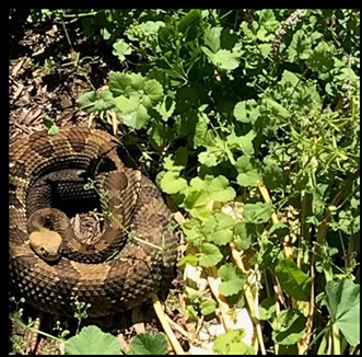 Tree Rattlers Vacationers find timber rattler at Hague home