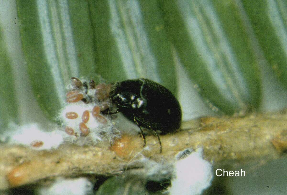An adult lady beetle goes to work on woolly adelgid larvae that are infecting this hemlock.