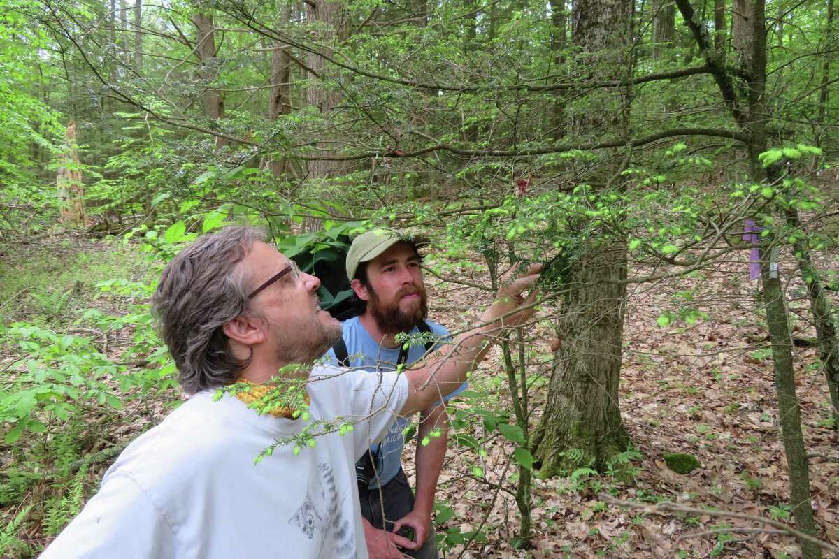 Brian Hagenbuch, executive director of Steep Rock Preserve, and Rory Larson, the conservation and program leader, observe the lady beetles’ release at the Hidden Valley property in Washington, Conn. this spring.