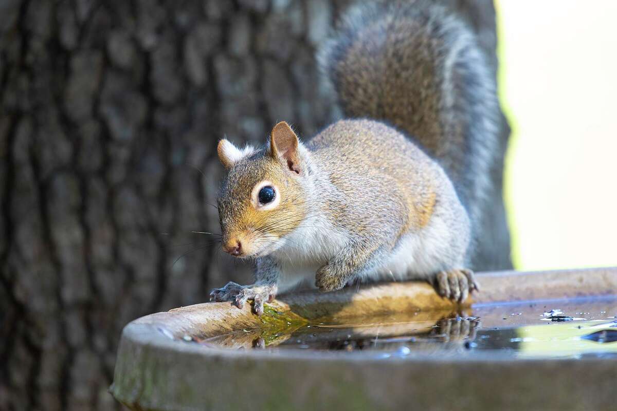 Squirrels are crafty survivors