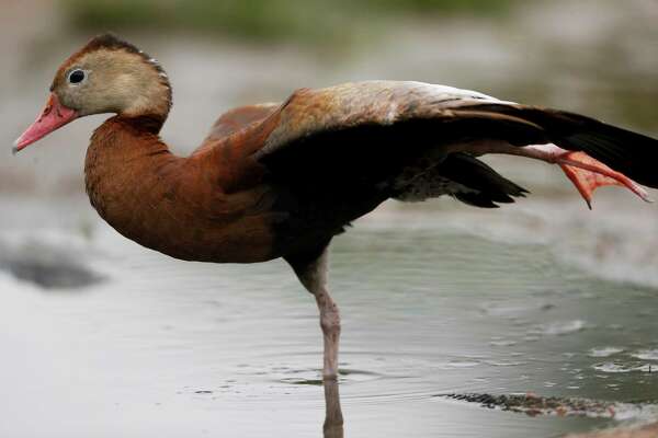 Neighborhoods and parks let budding bird-watchers take wing ...