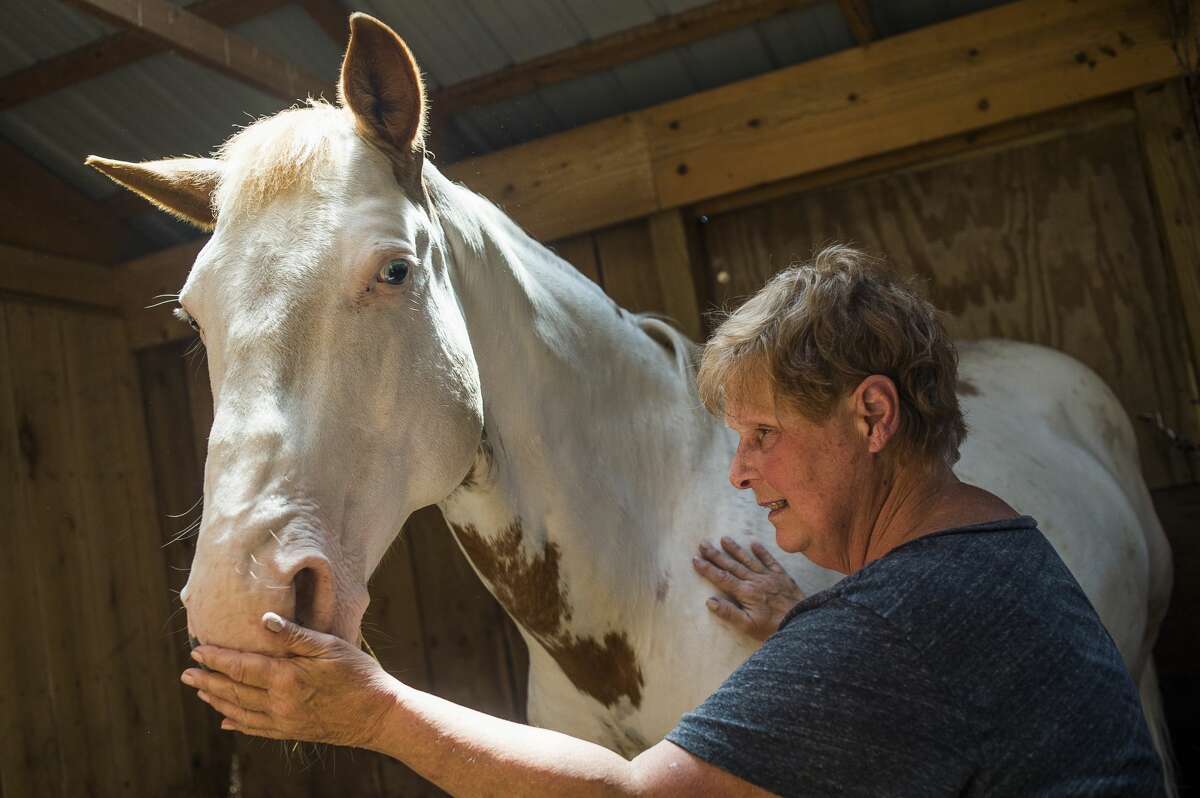 Dolores "Doris" Harris, chief financial officer and founder of D&R Acres Hobby and Rescue Farm, pets a horse named Dreamer Monday, June 29, 2020 in West Branch. (Katy Kildee/kkildee@mdn.net)
