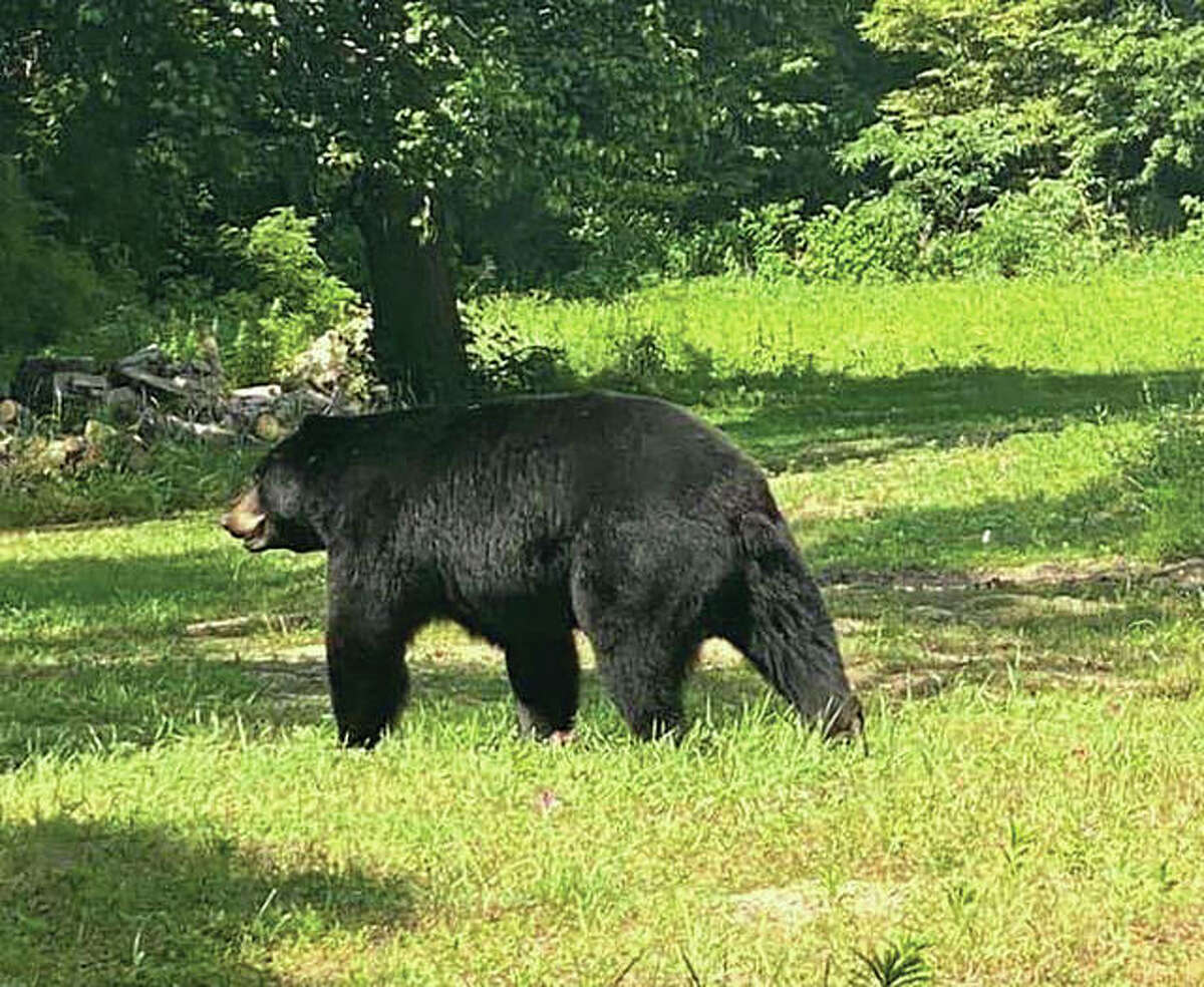 An American black bear is making its way south through Illinois. The bear, which has not caused any problems, last was seen north of Illinois 27 near Barry about 90 miles north of Alton. Hundreds of people are turning out to see the bear, but the Illinois Department of Natural Resources is asking onlookers to keep their distance and not to hinder the bear.