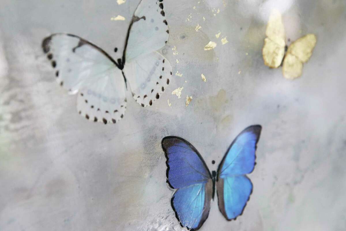 Butterflies lives are short, but they can be preserved for decades in ...