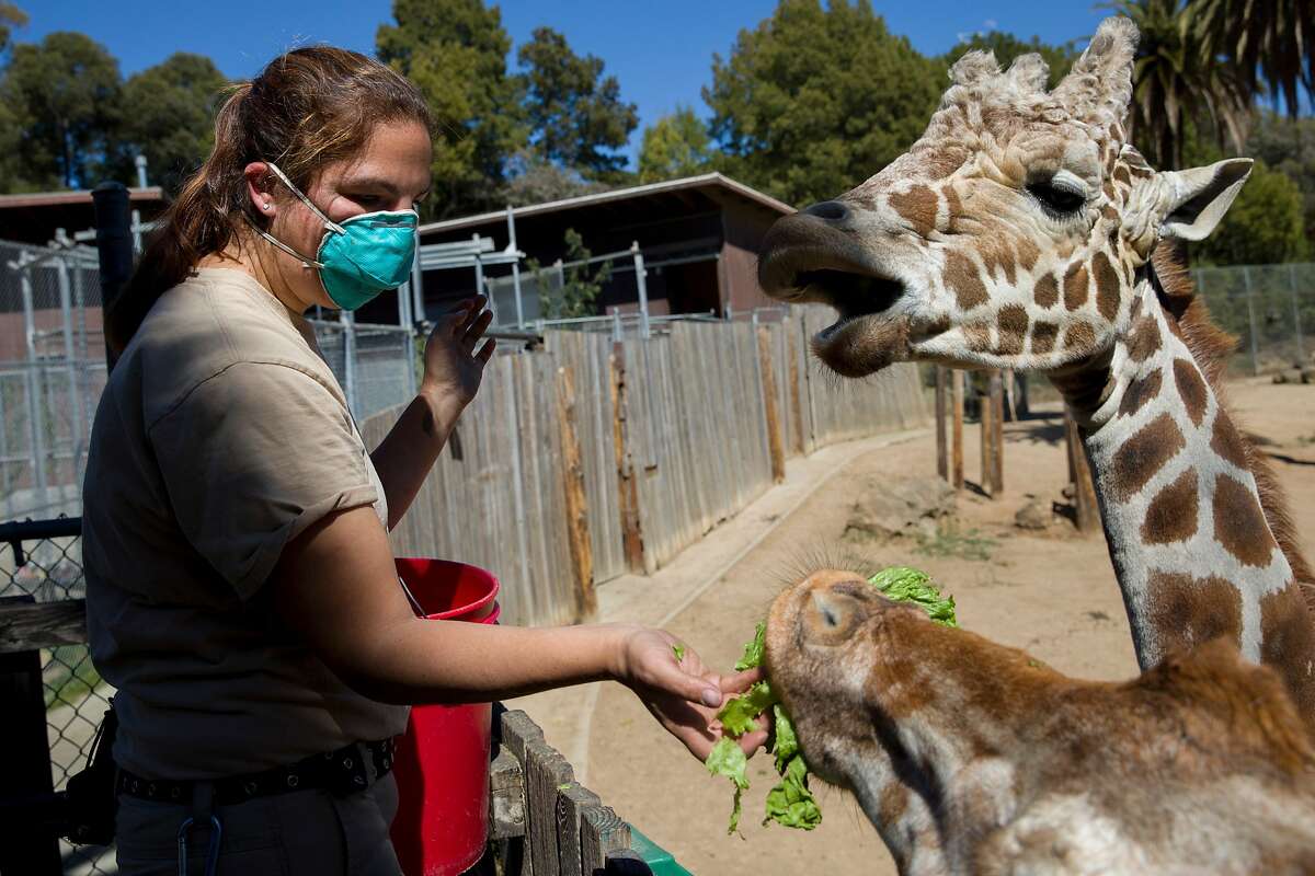 Senior zookeeper Leslie Reo feeds giraffes leftover greenery following a subscription-based live stream broadcast held at Oakland Zoo in Oakland, Calif. Thursday, April 2, 2020. Since the Bay Area's shelter-in-place order, Oakland Zoo has been closed to the public, but has started scheduling live video behind-the-scenes visits with various zoo animals.