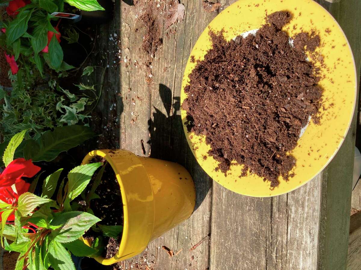 About one dry pint of potting mix on a saucer. Note the shapes and sizes of the ingredients and how they look nothing like soil. This mix was used to pot the New Guinea "Divine" Red impatien plant (rear). (Photo provided)