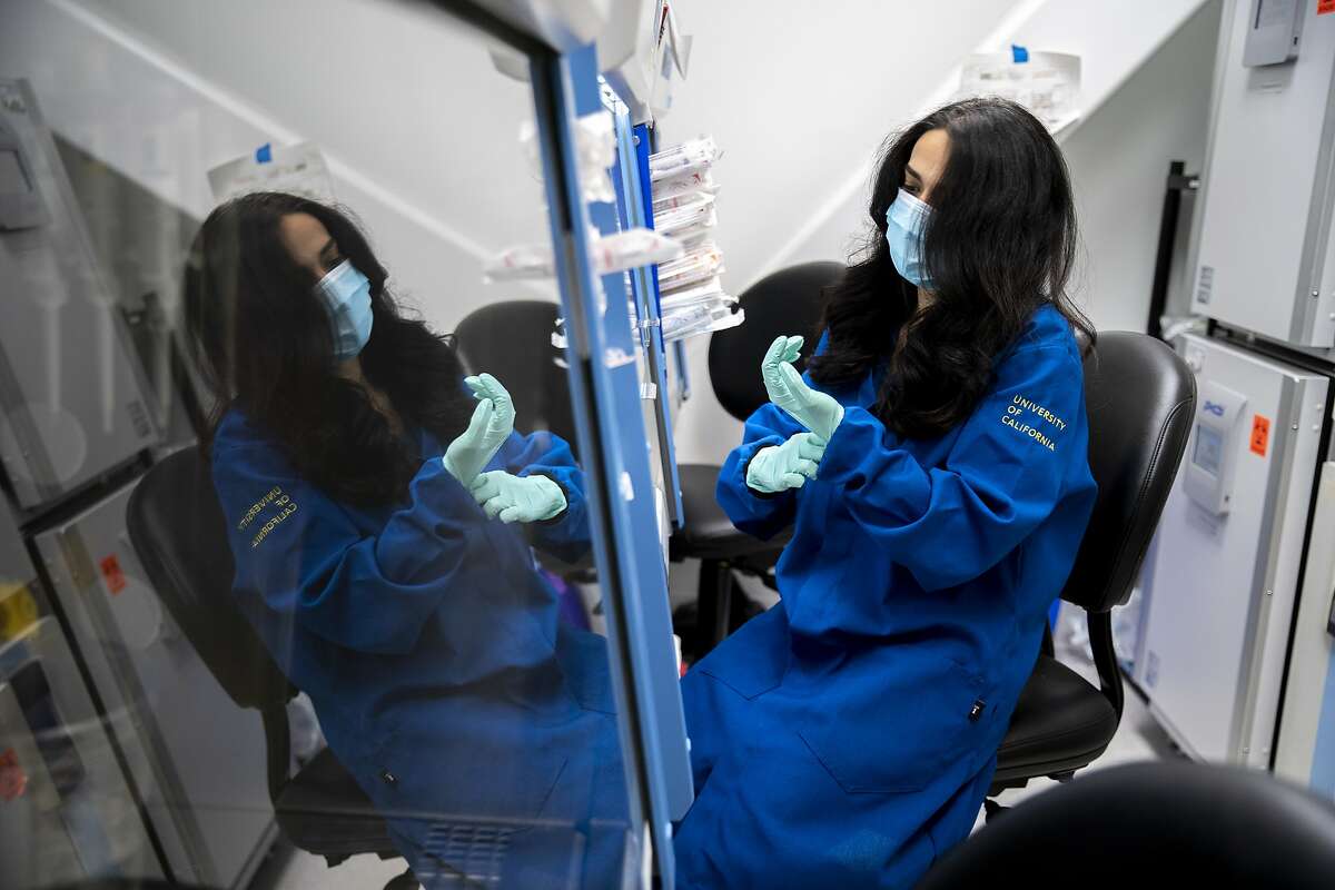 Faranak Fattahi, a stem cell biologist, prepares to culture heart and lung cells at the UCSF Stem Cell Research Center on Wednesday, July 1, 2020, in San Francisco, Calif. The cells will then be infected with the novel coronavirus and drugs to test how it reacts. The UCSF researches have screened more than a thousand drugs to see which ones could lower the vital receptor levels of the novel coronavirus. Fattahi?•s studies also show men with COVID-19 get sicker and die more often than women.