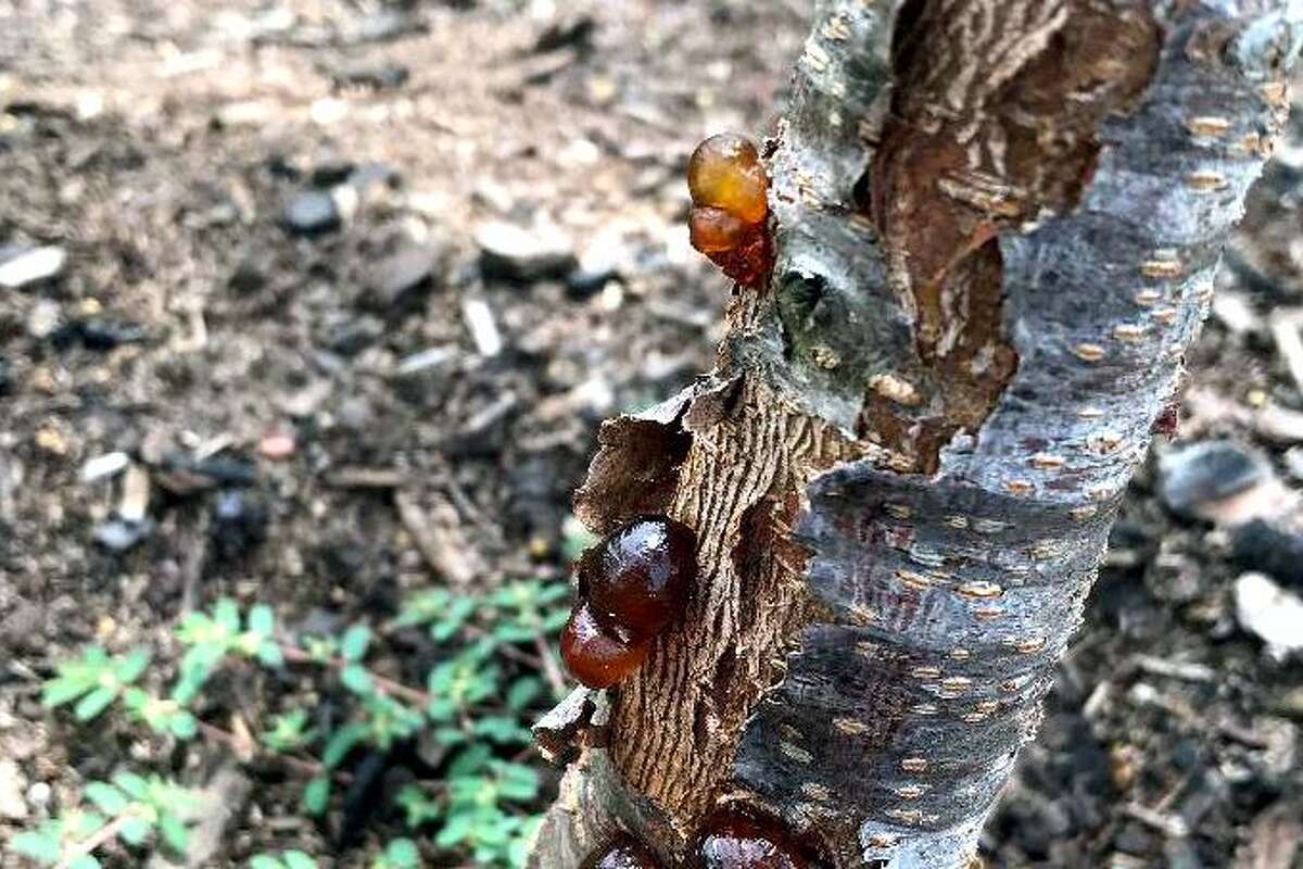 Neil Sperry How to help peach tree attacked by borers