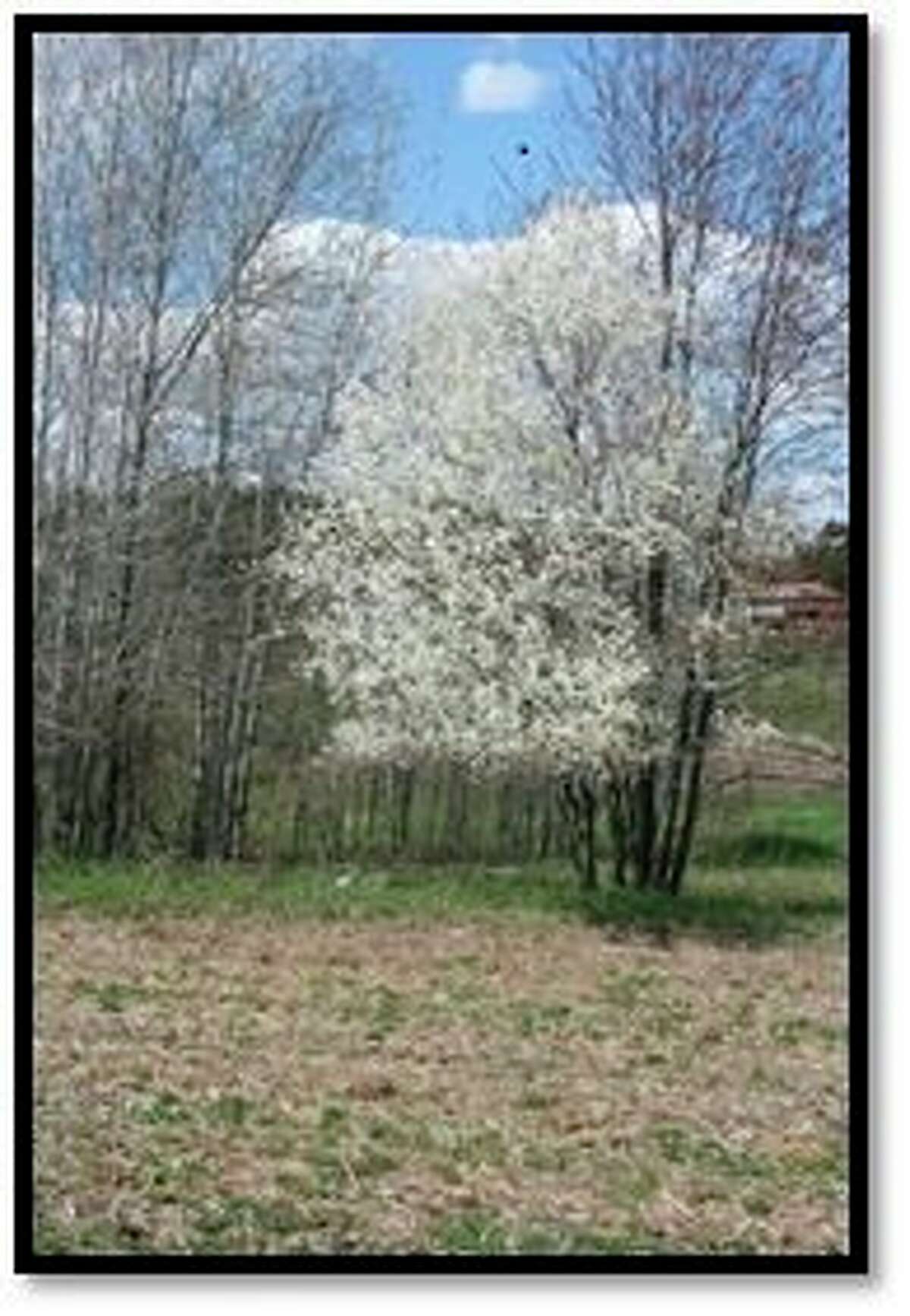 Amelanchier is a plant that has several names such as serviceberry, shadblow and juneberry based on its timing of bloom and fruit ripening. (Photo provided/Chuck Martin)