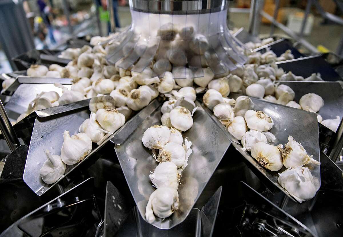 A large machine sorts out different sizes of garlic cloves to be peeled and packaged at the Christopher Ranch garlic farm in Gilroy, Calif. Wednesday, May 15, 2019.