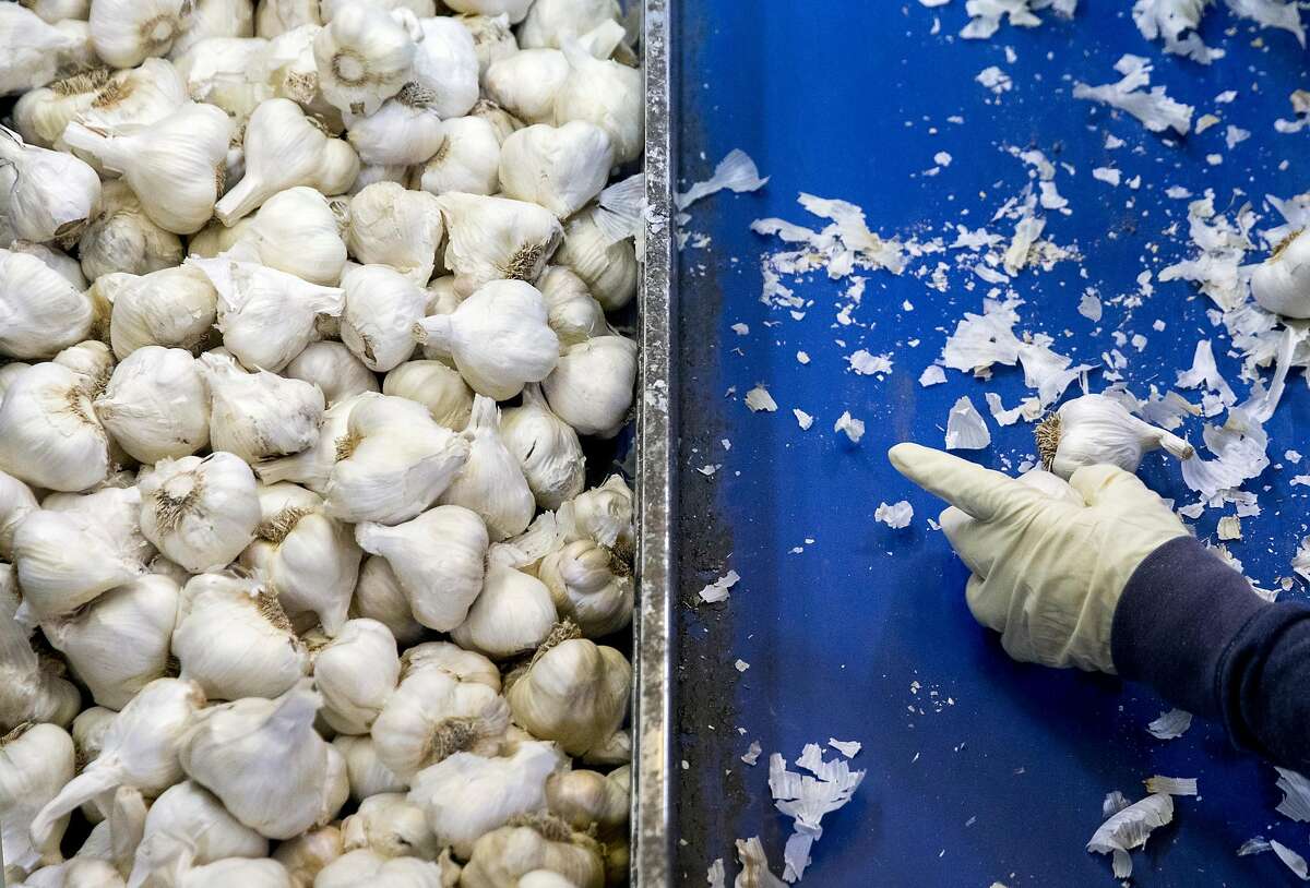 Workers hand sort large bulbs of garlic as they make their way down a conveyer belt at the Christopher Ranch garlic farm in Gilroy, Calif. Wednesday, May 15, 2019.