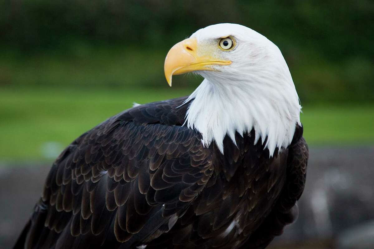 Through the work of American and Canadian wildlife agencies plus work by conservation organizations, eagles bounced back to sustainable numbers of about 10,000 by the early 2000s and were de-listed as endangered.