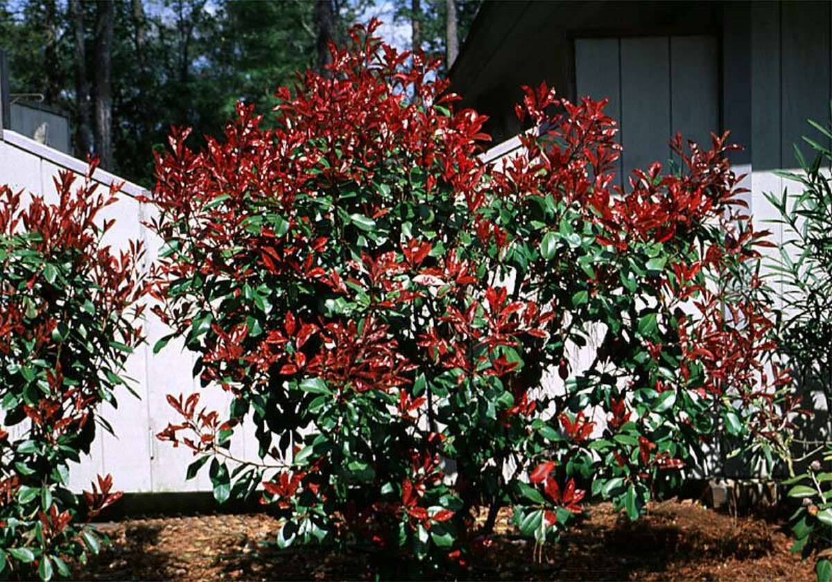 red tipped photinias