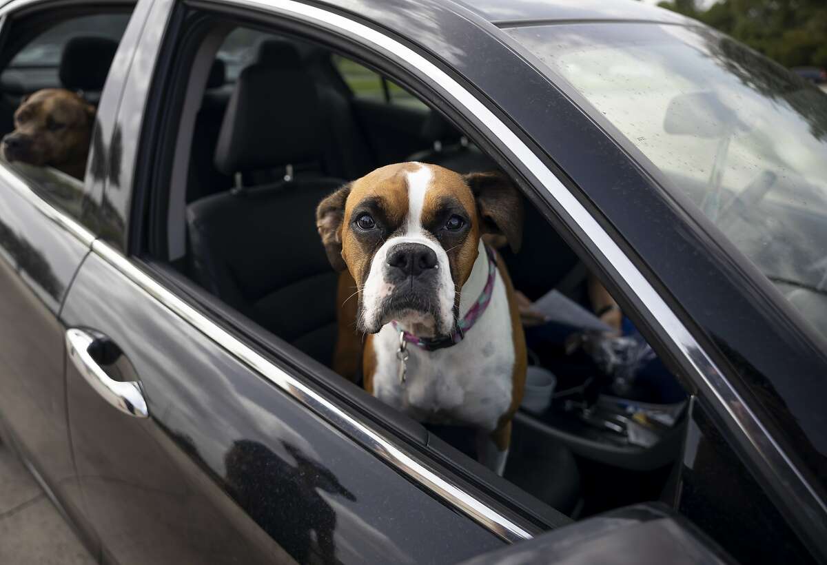 A dog hangs outside a car window as they wait their turn to vaccinations at Woodforest Bank Stadium in Shenandoah, Thursday, June 2, 2020. The Montgomery County Animal Services distributed 1,800 vaccines during the event, double the amount they distributed compared to their first event.