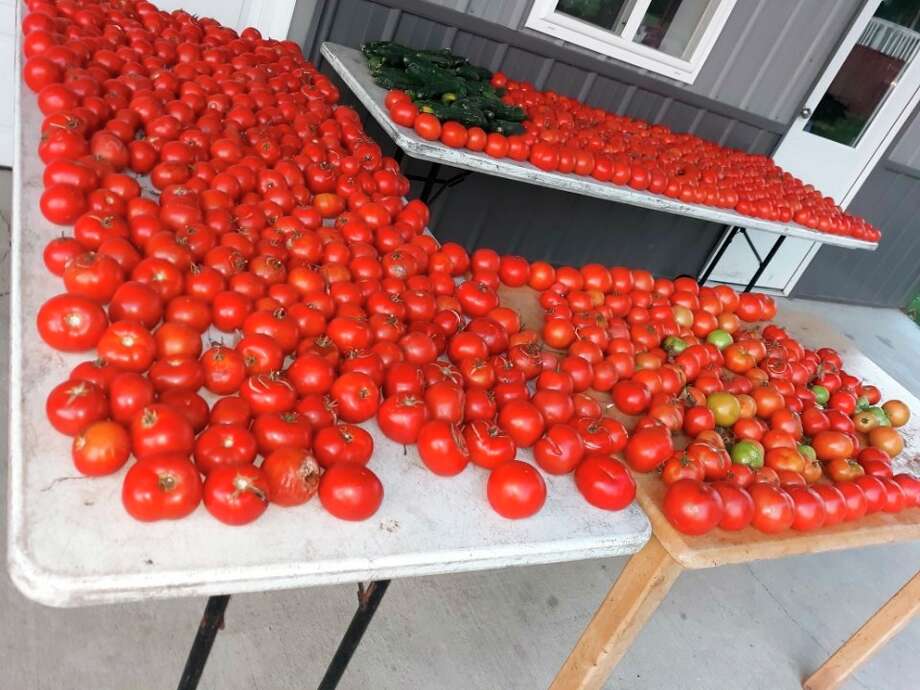 Tomatoes from the Eicher family garden. (Courtesy photo)