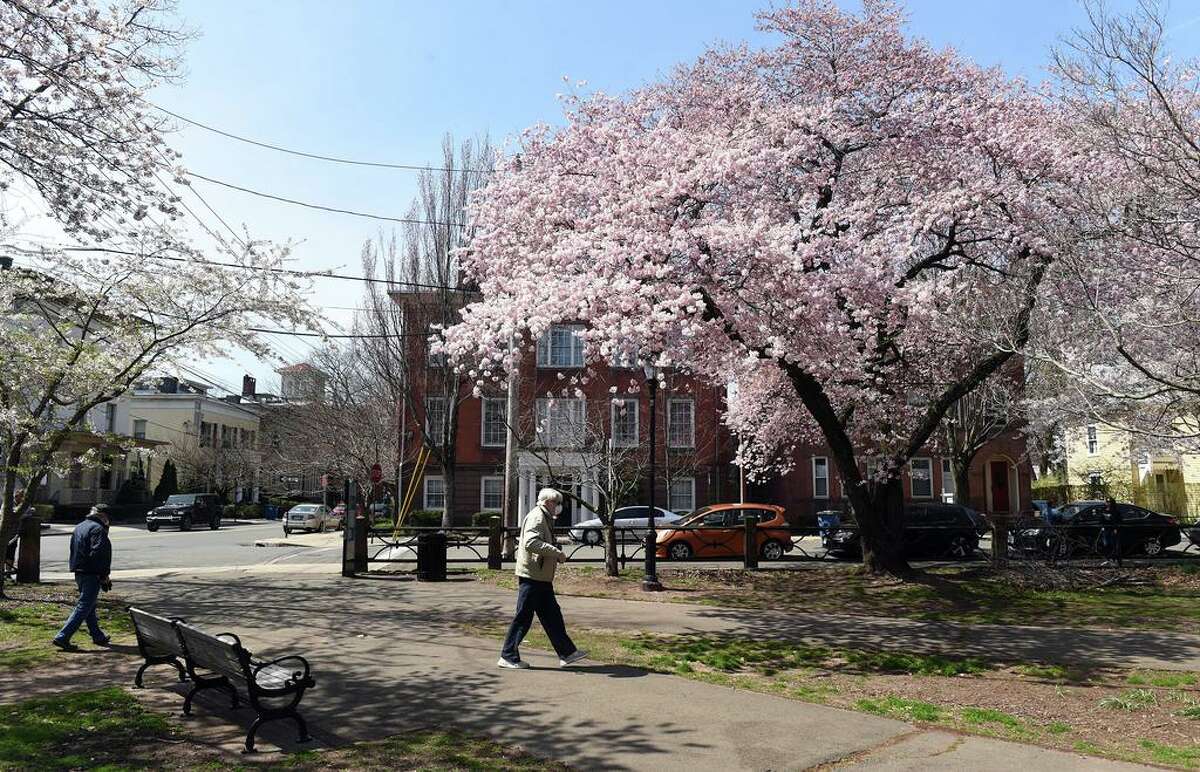 Blooming cherry blossoms in Wooster Square in New Haven on April 7, 2020.