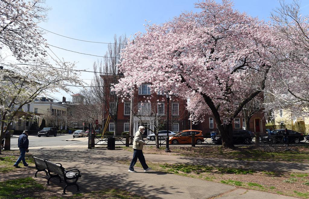 Cherry blossom celebration returns to New Haven’s Wooster Square next month