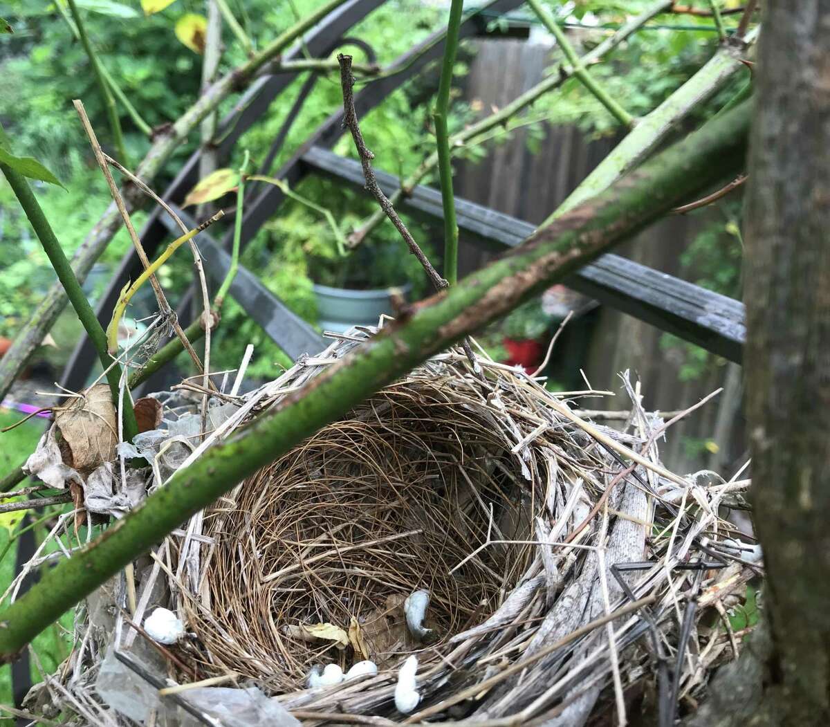 A cardinal nest left in a rose trellis after its young occupants have fledged on June 20, 2020, still contains a few egg fragments.