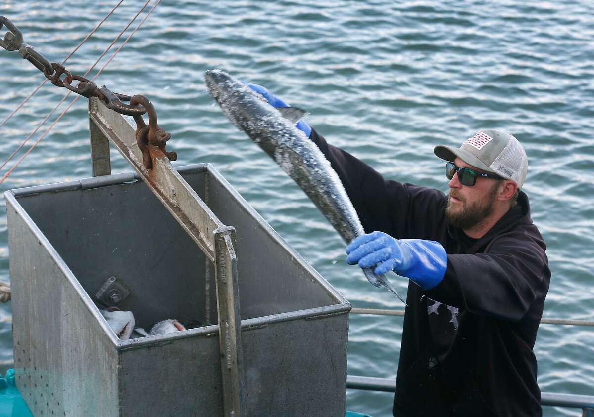 Steve Zidell unloads salmon from the fishing boat Chief Joseph at Pier 45 San Francisco, Calif. on Wednesday, July 1, 2020.