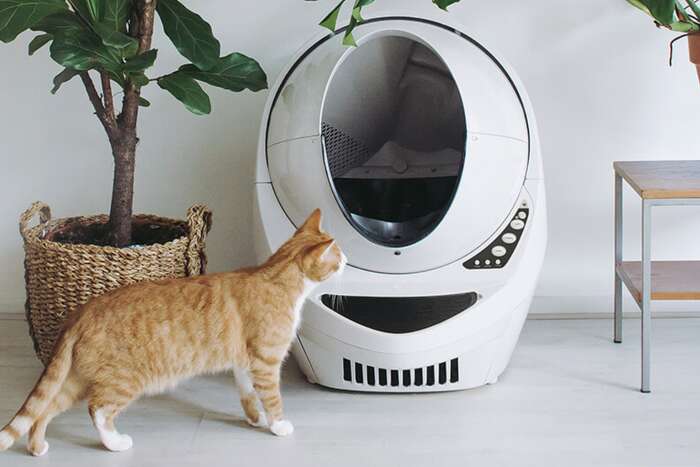 My Normally Picky Cats Are Obsessed With The Litter Robot