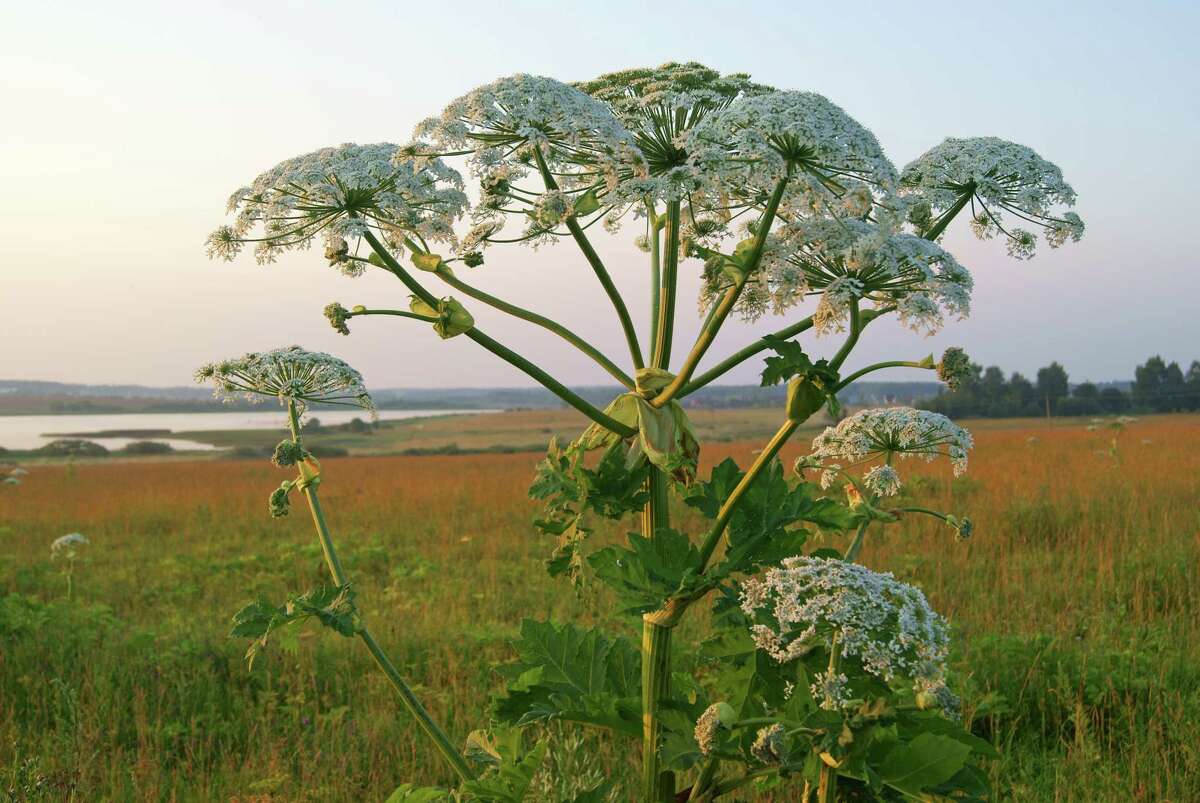 Do not touch this plant: Giant hogweed can cause severe burns or blindness