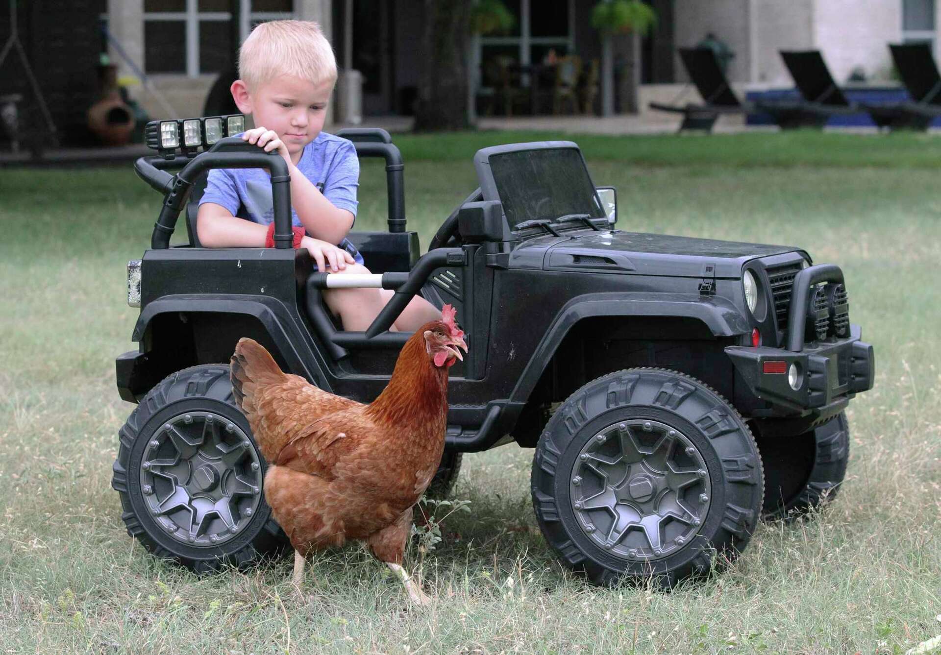 Thanks to social media and good Samaritans, Reba the Costco hen went from  Instacart stowaway to Facebook celebrity