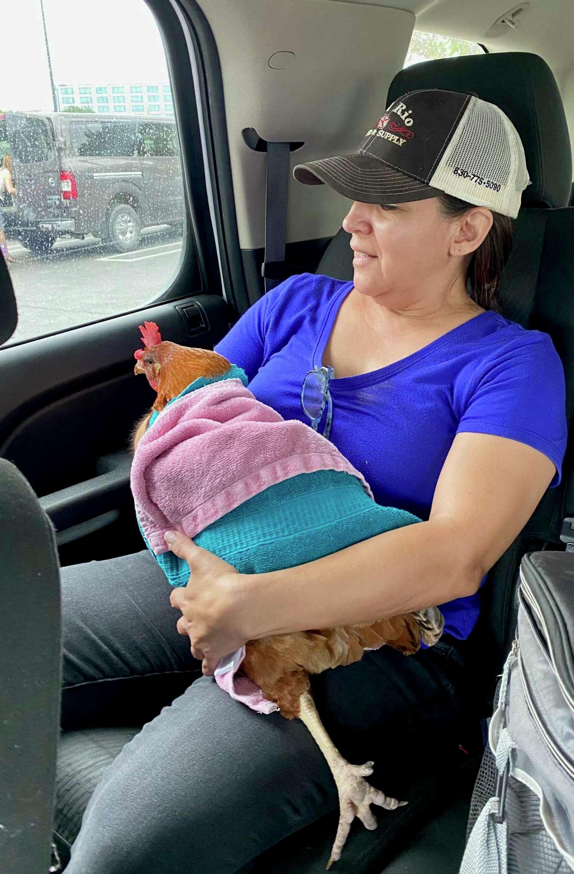 Thanks to social media and good Samaritans, Reba the Costco hen went from  Instacart stowaway to Facebook celebrity