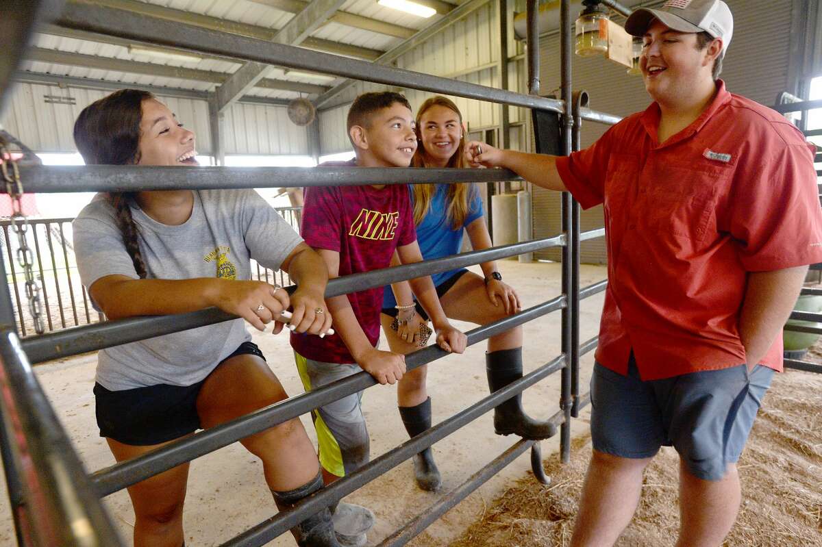 From left, Kelly and Javi Velazquez, Annabelle Benton and Dylan Diaz joke with one another after finishing their chores at the BISD Agriculture Department's barn Monday. While certain aspects of the curriculum could move online, as had all coursework in the wake of COVID-19 school closure, the ag program was unique. Students in the FFA have animals, whose care cannot be done virtually. Feeding, cleaning, mucking stalls and cages and walking the animals are daily chores, and department head Stephanie Hoppe had to devise a plan to allow students to tend to their animals while adhering to safety guidelines. And the number of animals needing care was greater than normal, as the closure of the South Texas State Fair and Houston Rodeo meant animals that normally would have been shown and later auctioned, were now back at the barn. Hoppe and students hustled to find buyers, only to be met with a wait list for packing houses. The cost of feeding those animals in the meanwhile fell to students, some of whom broke just above even by the time their animals left the barn. Photo taken Monday, June 22, 2020 Kim Brent/The Enterprise