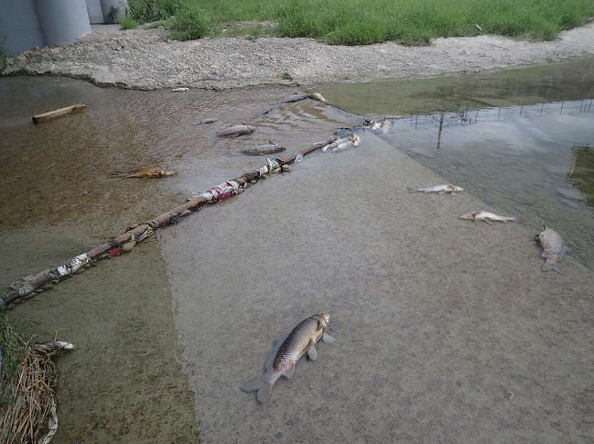 The accidental release of ammonia gas by a meatpacking plant on the city's West Side led to the death of more than 5,000 fish in the San Pedro Creek and the San Antonio River's Mission Reach last week, according to officials from the San Antonio River Authority.