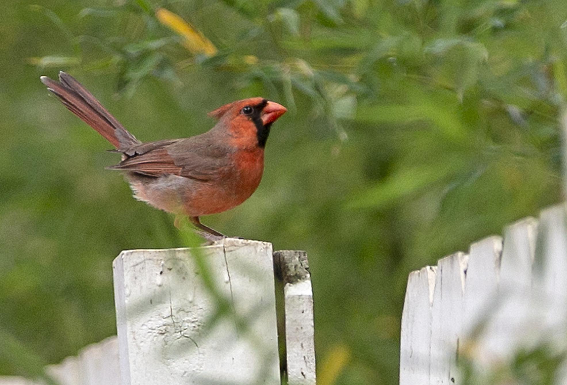 San Antonio is now a bird conservation oasis - Vimarsana News