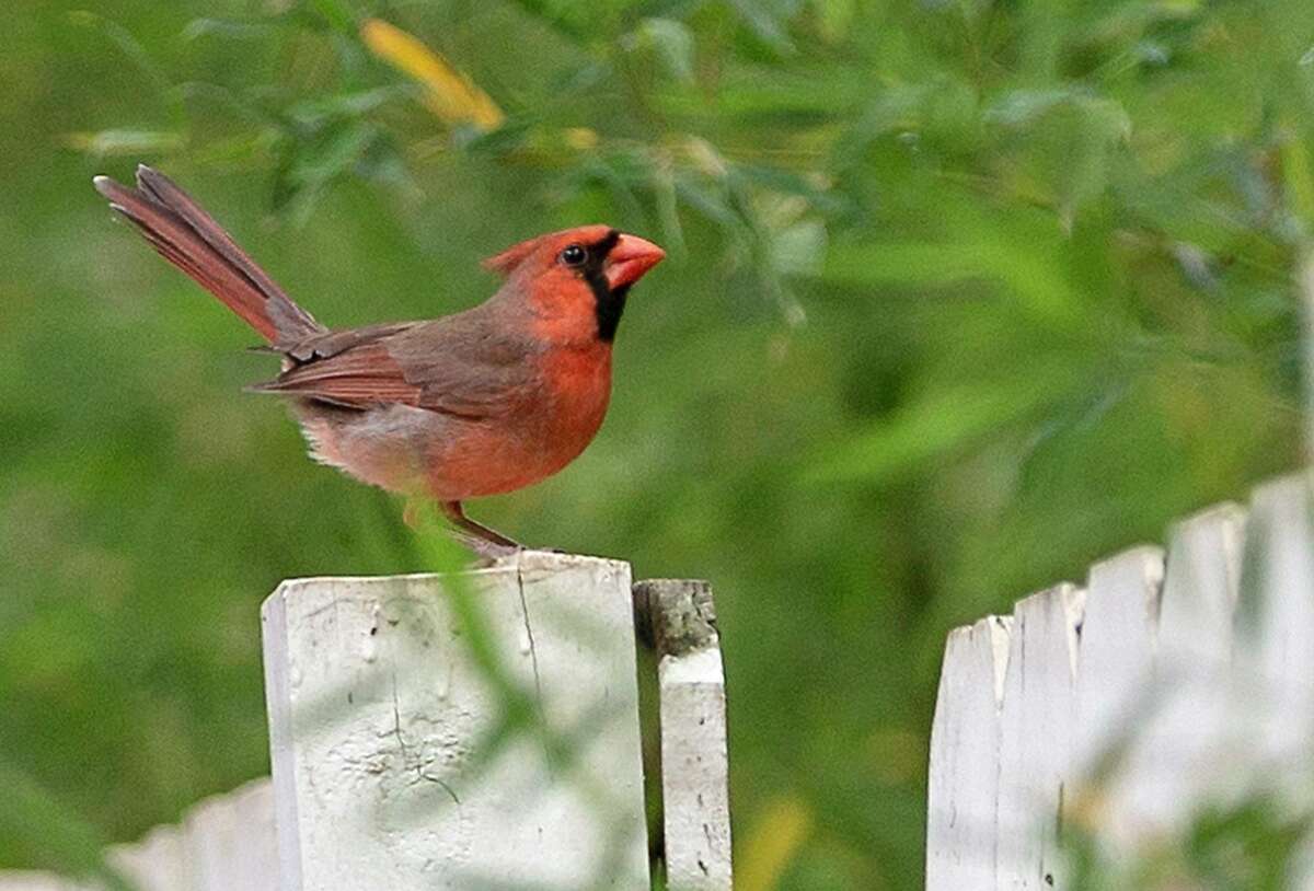 A male cardinal stands on a fence near a backyard feeder in San Antonio. Cardinals are indigenous to North America.