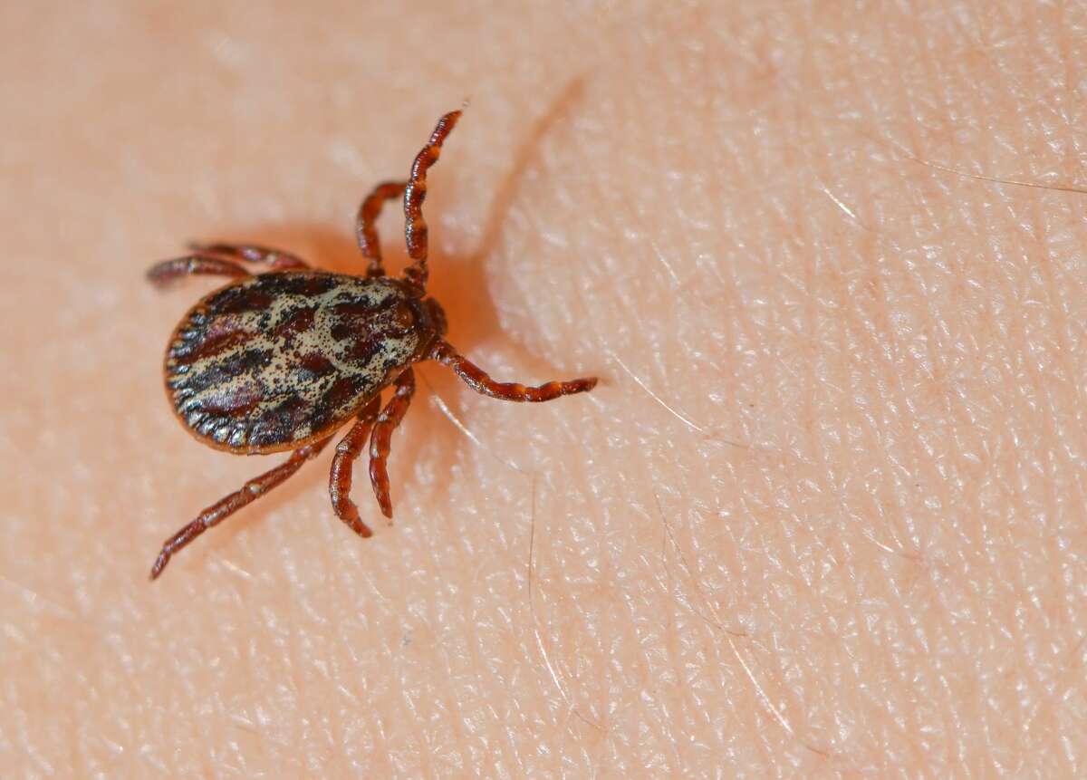 Watch out: Ticks and Lyme disease might be more common this year during the...