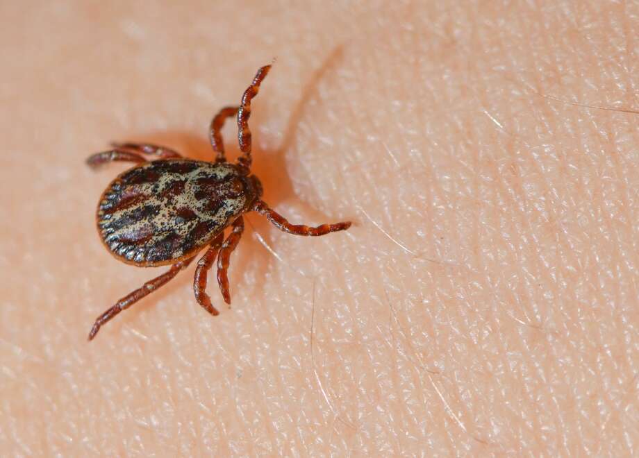 Watch out Ticks and Lyme disease might be more common this year during