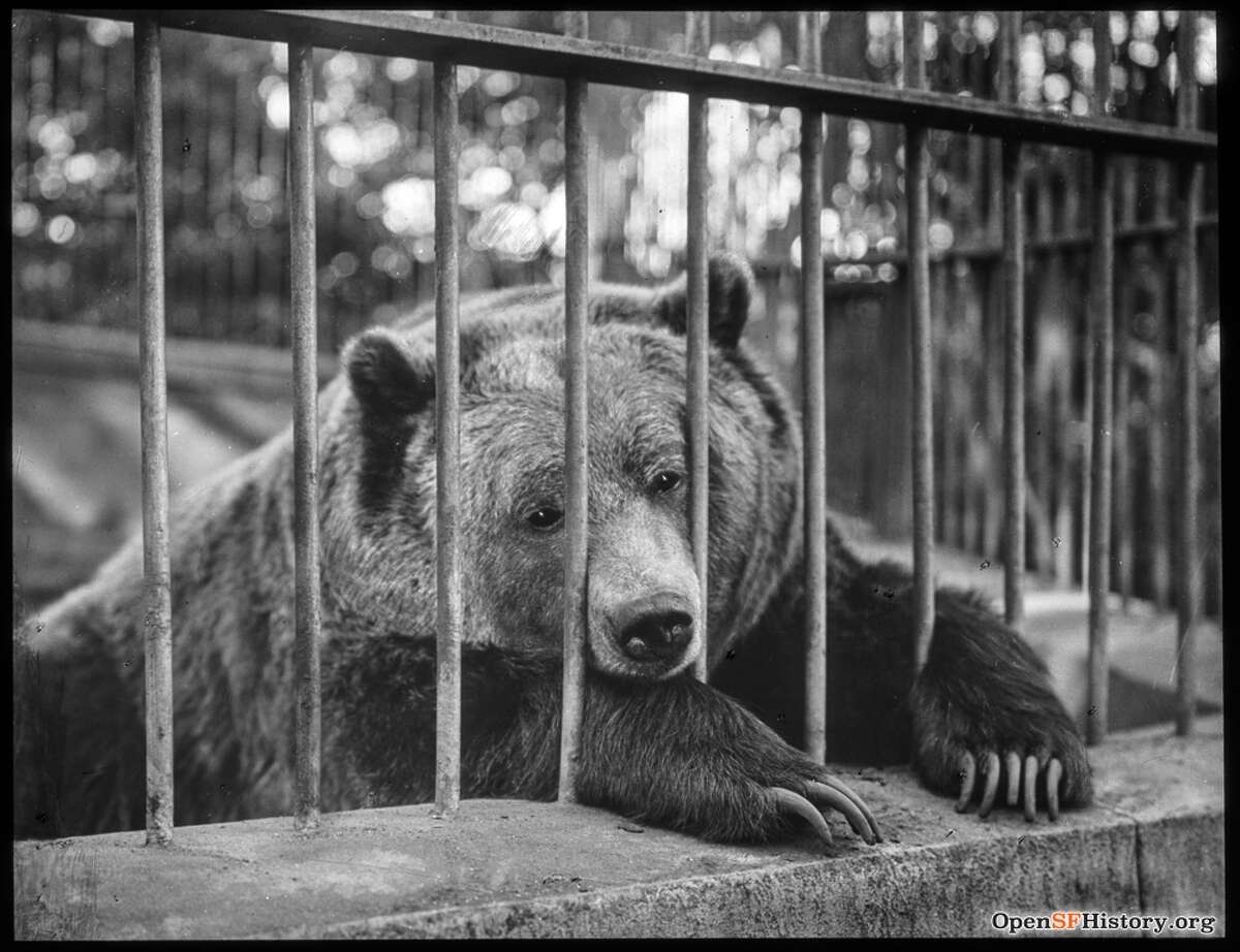 Monarch the bear in captivity in Golden Gate Park, circa 1910.