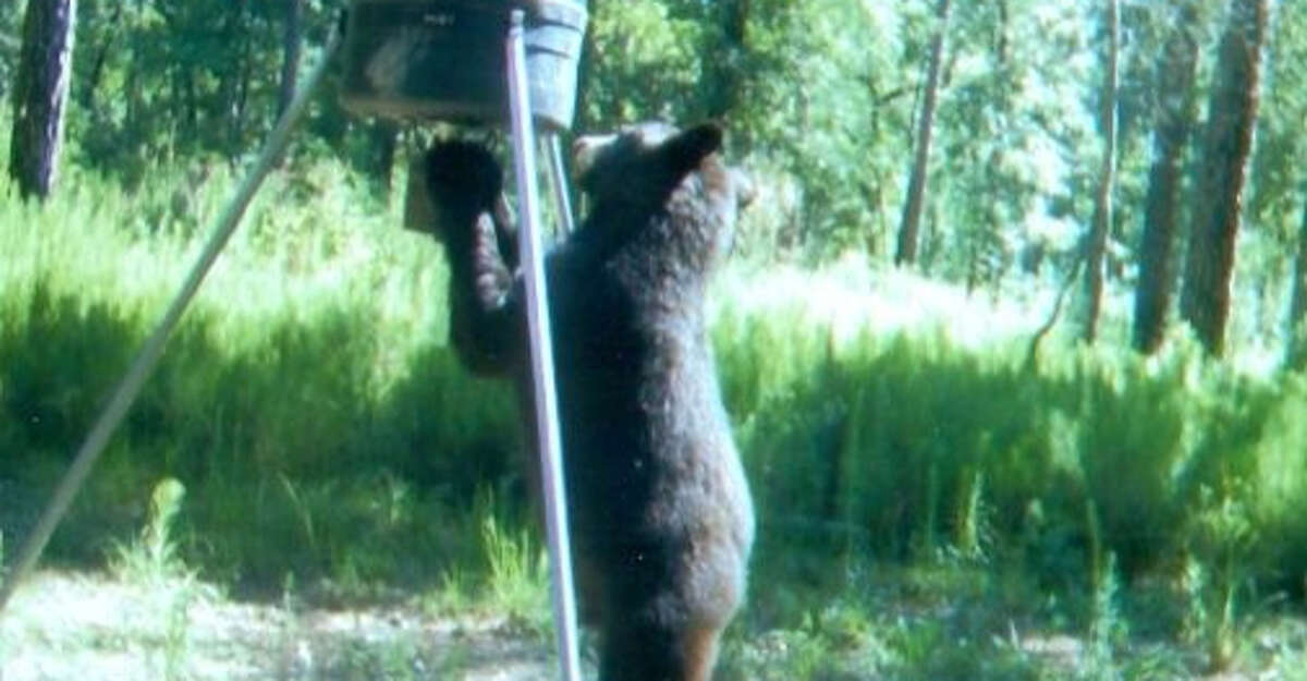 Black bear activity has increased in Northeast Texas this year.