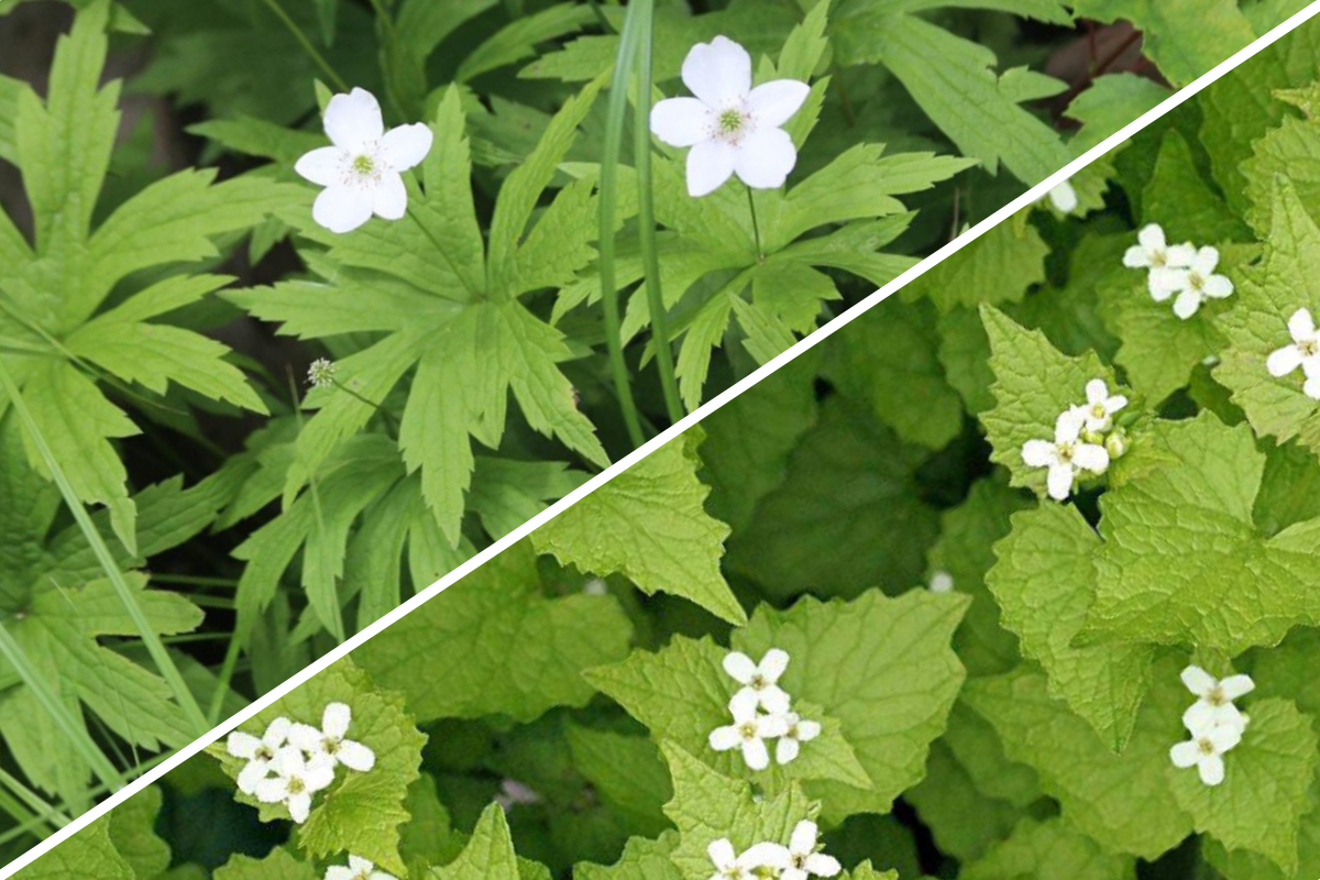 native-vs-invasive-plant-species-can-you-spot-the-difference