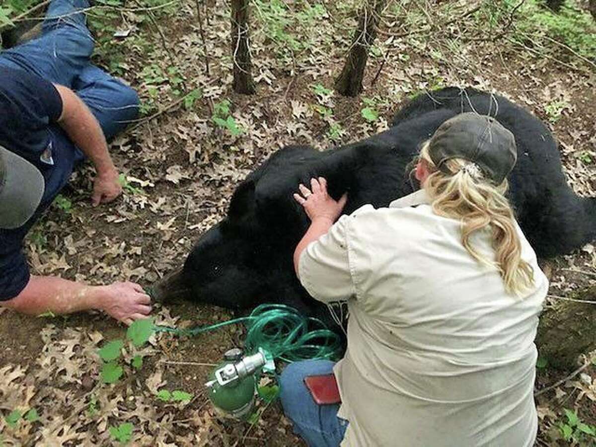 Missouri Department of Conservation State Wildlife Veterinarian Dr. Sherri Russel monitors the condition of the bear named “Bruno” by social media after the animal was sedated on July 5. The bear was safely transported and released unharmed to suitable habitat outside the urban area.