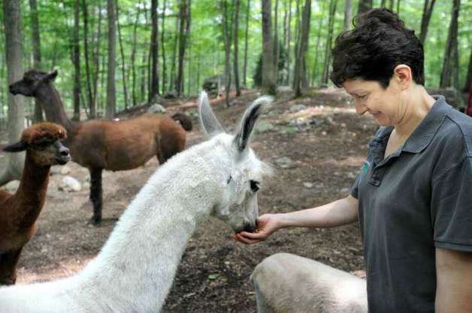 Amparo Sandoval feeding a llama at Binn Farm in Ridgefield, Conn., in 2010. Photo: Carol Kaliff / Hearst Connecticut Media