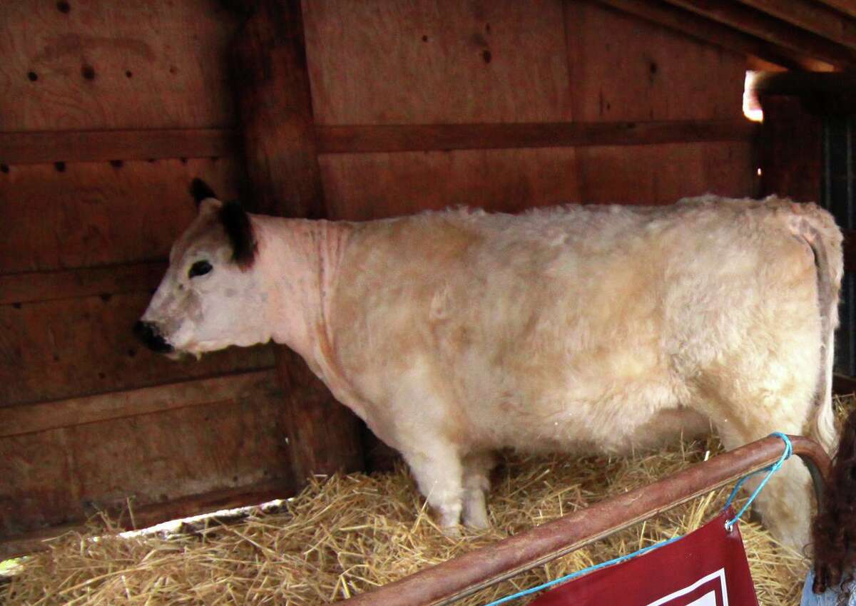 Luna, a White Galloway cow, was one of the animals featured at the Trumbull Agriscience and Biotechnology Center's annual Mother's Day Plant Sale and Farm Fair in Trumbull, Conn., on Saturday, May 12, 2018.