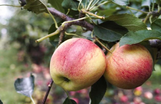 New York apple crop faces fungal threats wrought by global warming - Times Union
