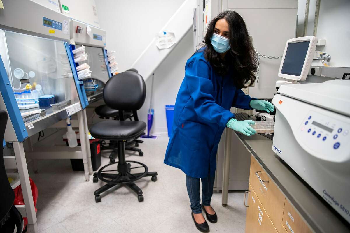 Faranak Fattahi, a stem cell biologist, cultures heart and lung cells derived from stem cells at the UCSF Stem Cell Research Center on Wednesday, July 1, 2020, in San Francisco, Calif. The cells will then be infected with the novel coronavirus and drugs to test how it reacts. The UCSF researches have screened more than a thousand drugs to see which ones could lower the vital receptor levels of the novel coronavirus. Fattahi’s studies also show men with COVID-19 get sicker and die more often than women.