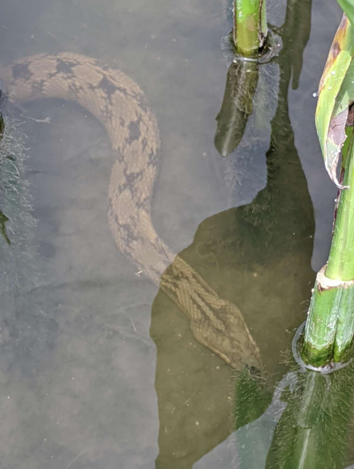 On Sunday, Thomas Sinard, a new San Antonian who recently moved from Ohio, decided to explore the River Walk. Along the way, he found a few non-venomous snakes.