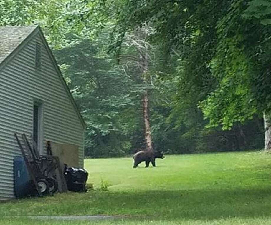 Bear sightings on rise in Shelton Shelton Herald