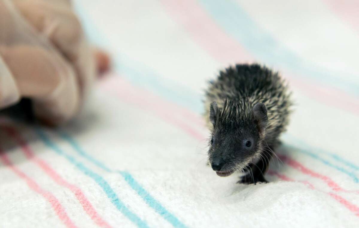 Houston Zoo welcome three baby hedgehog tenrecs