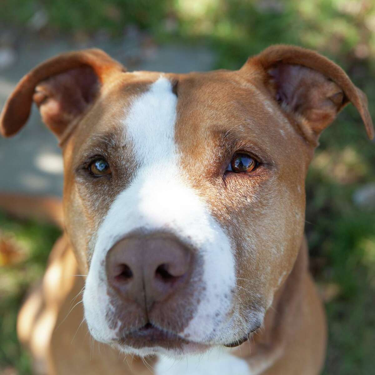 Bruce is a sweet and loyal 5-year old American Staffordshire Terrier mix looking for a forever home.